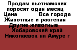 Продам вьетнамских поросят,один месяц › Цена ­ 3 000 - Все города Животные и растения » Другие животные   . Хабаровский край,Николаевск-на-Амуре г.